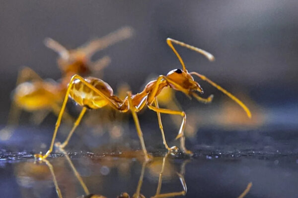 The Surprising Ant Strategy That Could Transform Robotics